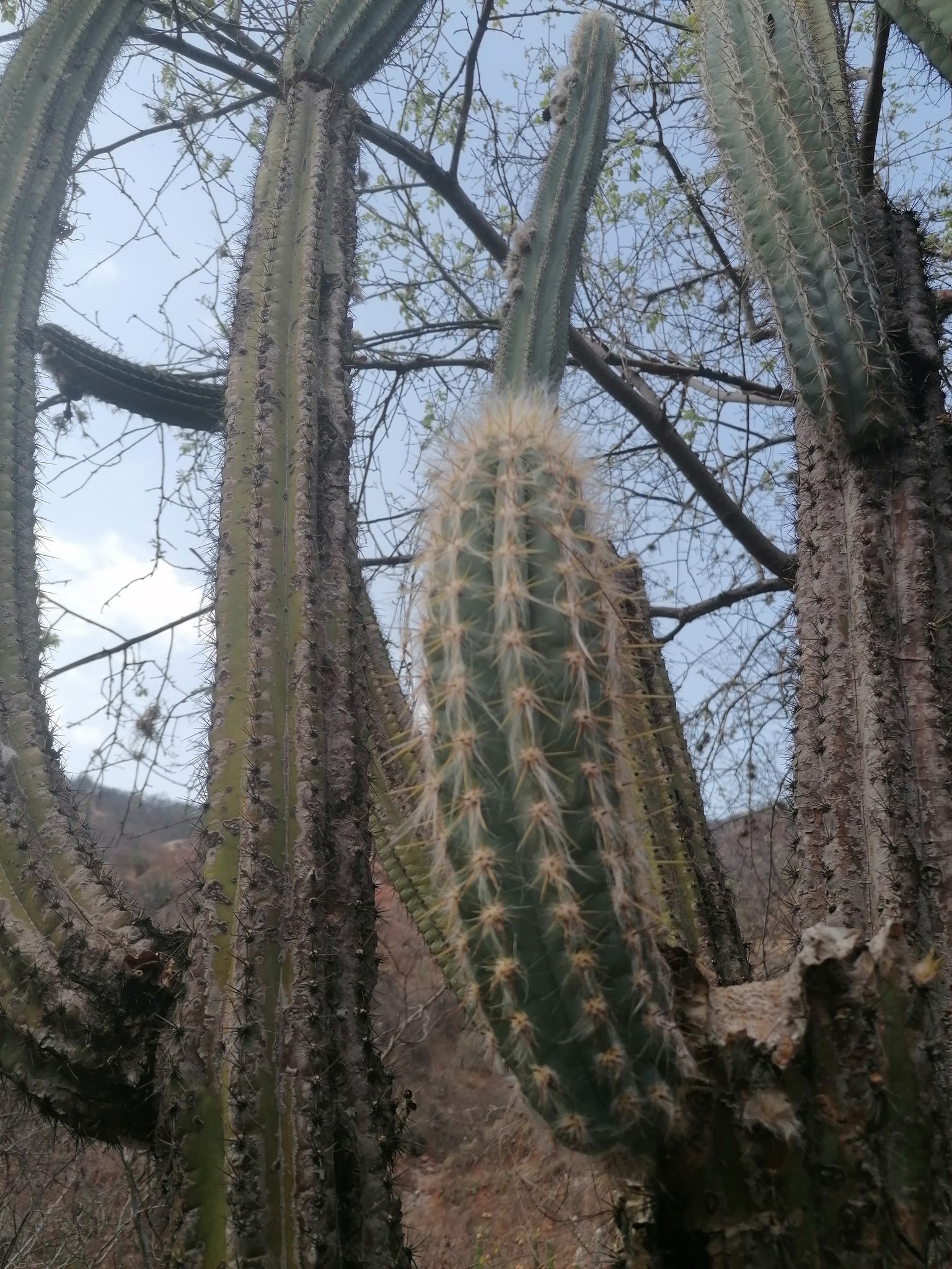 Pilosocereus chrysacanthus